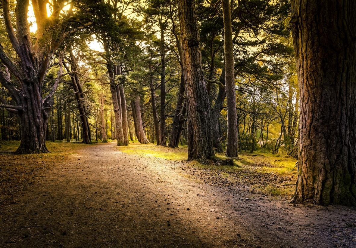 Aviemore Forest