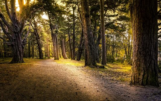 Aviemore Forest