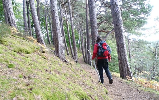 Wood Trails on Speyside Way