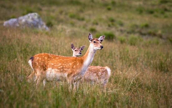 Deer in the Wicklow mountains