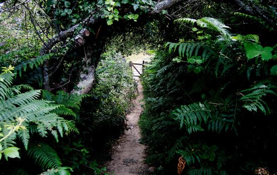 Durch das das Undercliff National Nature Reserve