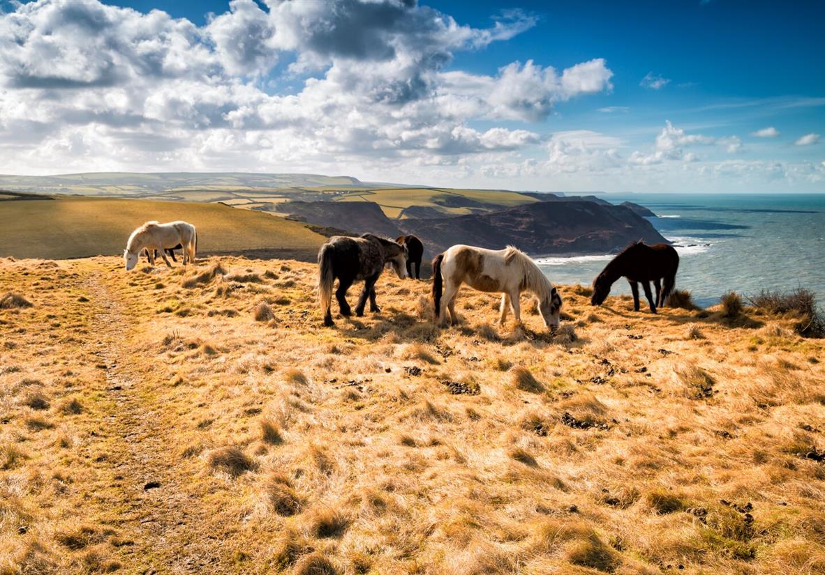 Cornish ponies at Bodmin Mor