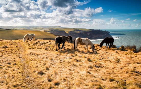 Cornish ponies at Bodmin Mor