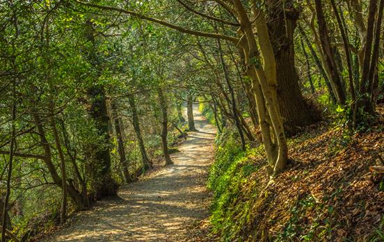Change of scenery at the wooded Trelissick Gardens