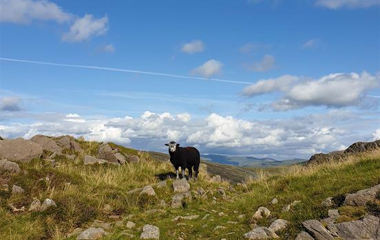 Expect to bump into some woolly friends