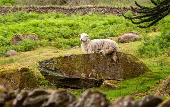 PrimaryTourImage-CoastToCoastDay1191