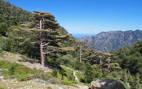 Mountains to the Sea