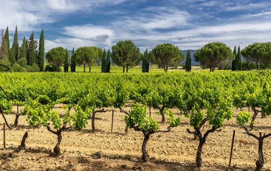 Vineyards in the Luberon National Park