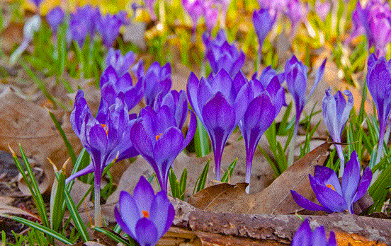 1500-ss-saffron-orchids