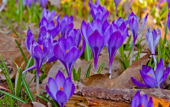 Purple crocuses grown for saffron in Cajarc