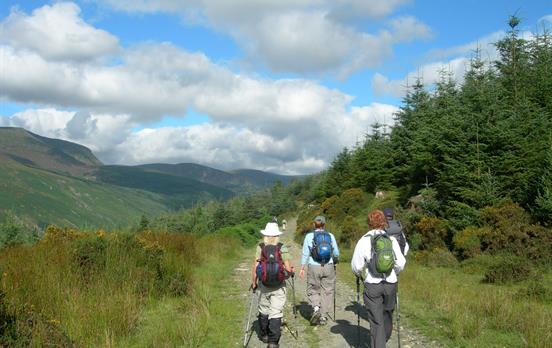 Woodland Trails in the Wicklow Mountains