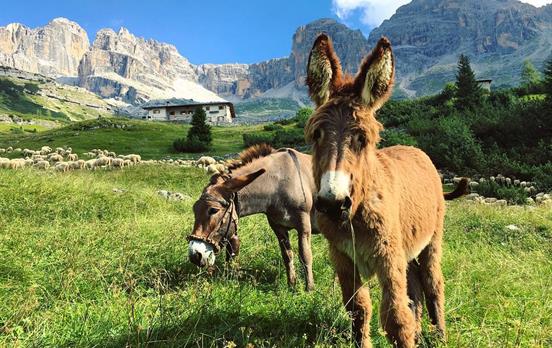 Donkeys at RifugioCacciatore