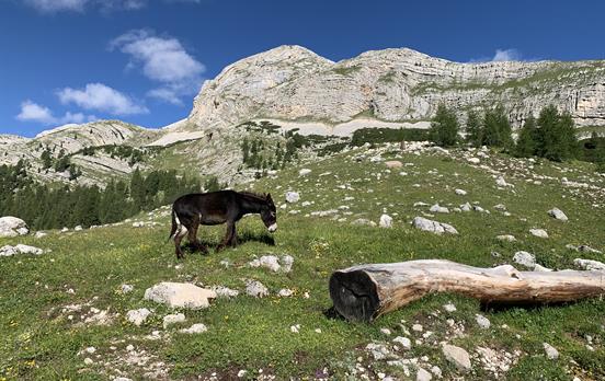 Donkey at the Tagedajoch