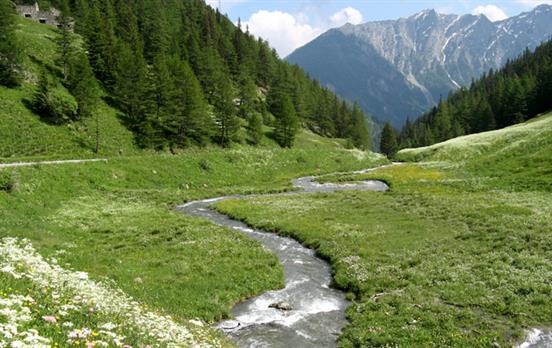 Wildflowers and a flowing river