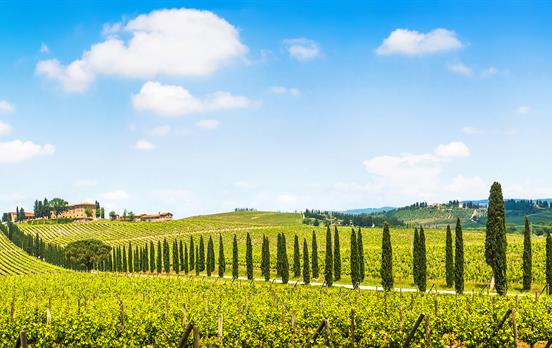 Weinhügel des Chianti