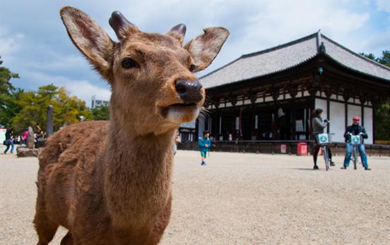 Nara Park with its famous temples and free roaming