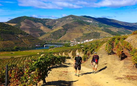 Wandern durch Weingärten