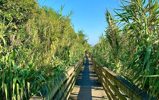 Portugues Coastal Way through the reeds