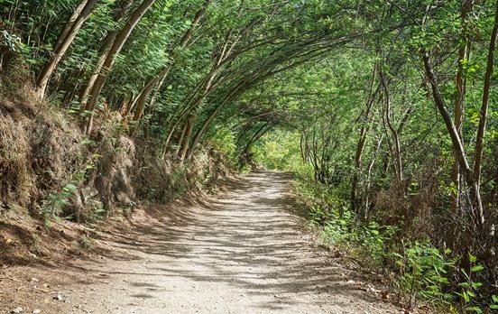 Trail heading to Padron