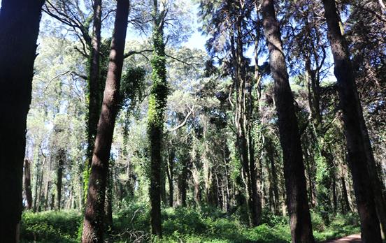 The lush Sintra forest
