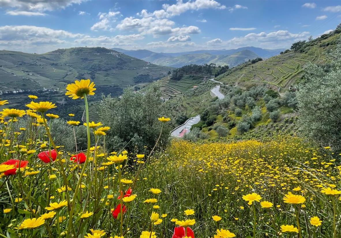 Vineyard views in the Douro