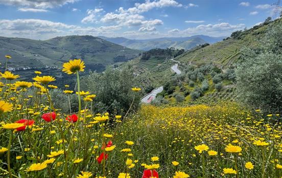 Vineyard views in the Douro