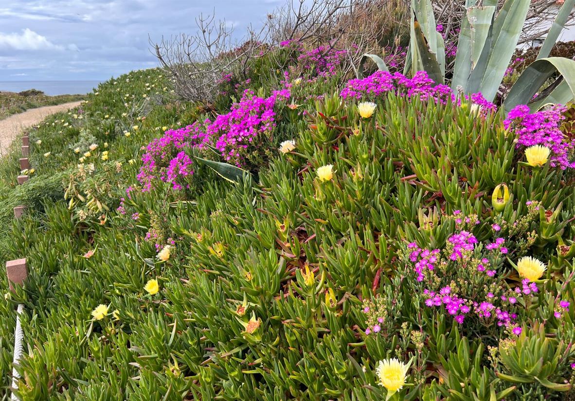 Wildflowers along the coast