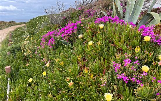 Wildflowers along the coast