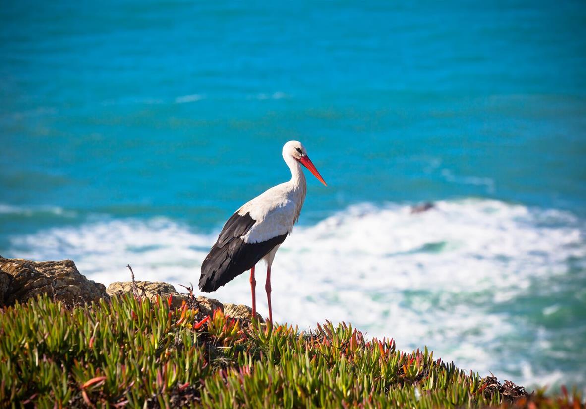 A stork along the trail.