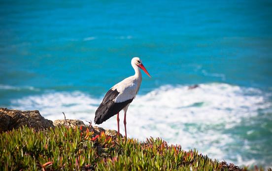 A stork along the trail.