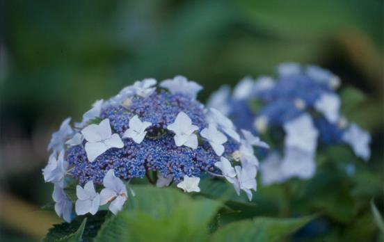 Hydrangeas ©Turismo Açores