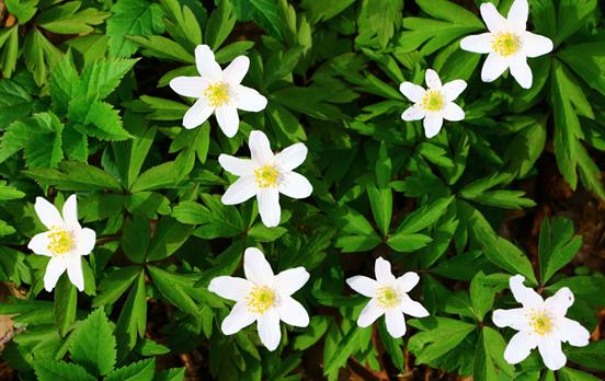 Wildflowers in the forest