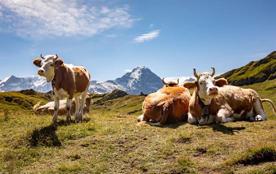 CowsintheBerneseOberland