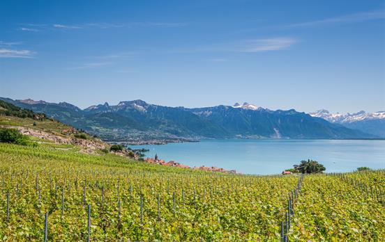 Walk through the Lavaux vineyards