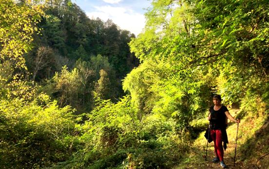 Walking through the fairy forest