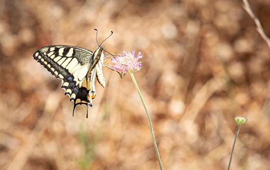 A slow pace to discover delicate creatures