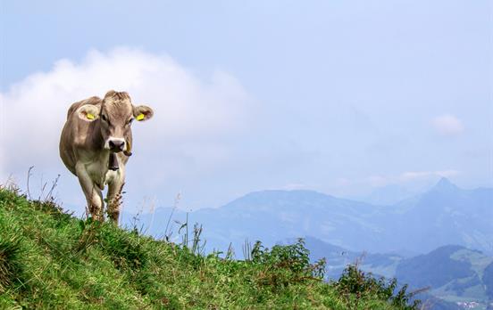 The sound of Alpine cowbells is never far away