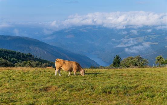Kuh auf dem Camino Primitivo