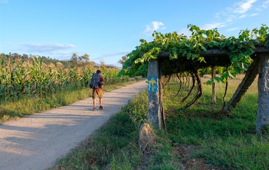Wege zwischen Weinfeldern