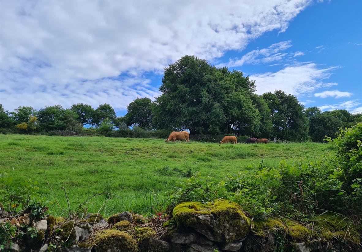 Jakobsweg Die letzten 100 km in