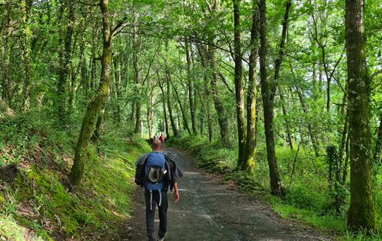 Wanderungen durch dichte Wälder