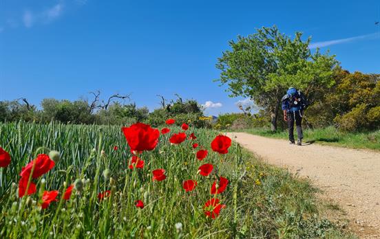 Pilgrim on the Camino