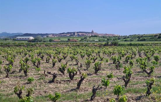 Winefields along the way