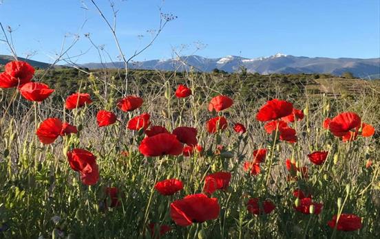 Wildflowers on the Camino