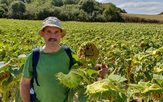 Sunflowers also get involved in the camaraderie