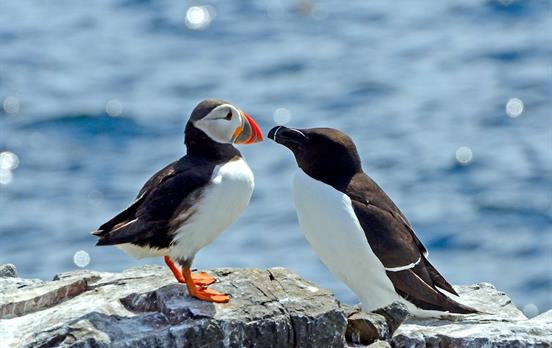 Puffins on the Isle of Orkney