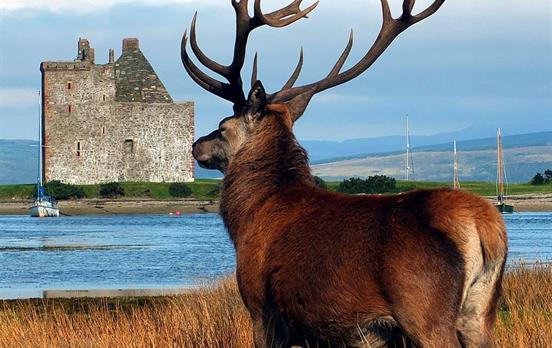 Hirsch mit Lochranza Castle im Hintergrund