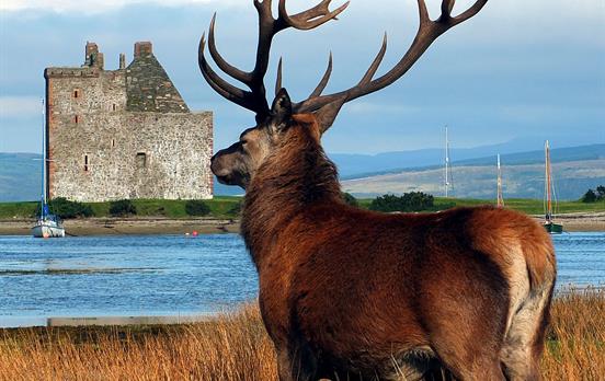 Stag with Lochranza Castle in the background