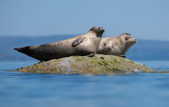 Common Seals are easy to spot