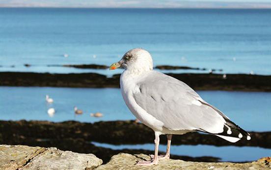 Seagull near St Andrews